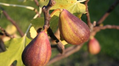 Ficus carica ‘Two Time’ - Vijg