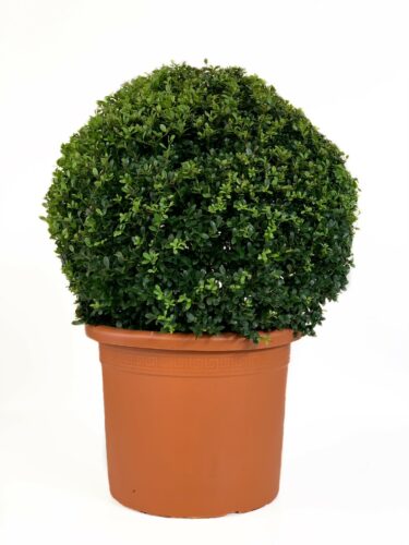 Ilex crenata ‘Dark Green’ bol 70 cm