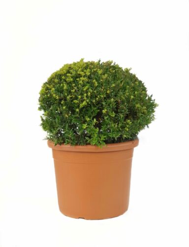 Ilex crenata ‘Compacta’ bol 45 cm