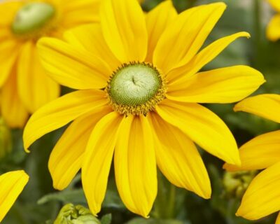 Rudbeckia Sunbeckia opheillia yellow gren heart - Zonnehoed