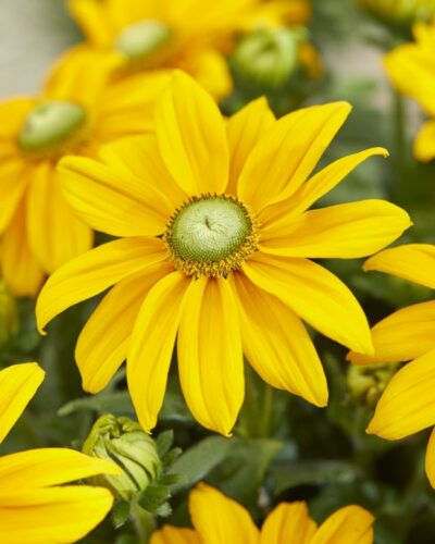 Rudbeckia Sunbeckia opheillia yellow gren heart - Zonnehoed