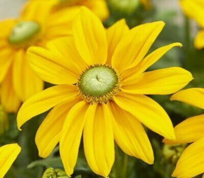 Rudbeckia Sunbeckia opheillia yellow gren heart - Zonnehoed