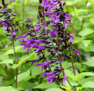 Salvia nachtvlinder - Salie