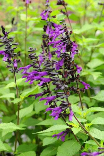 Salvia nachtvlinder - Salie