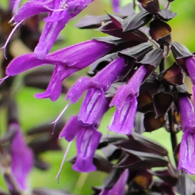 Salvia nachtvlinder - Salie