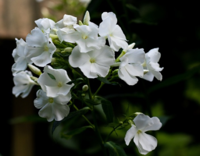 Phlox star ‘White’