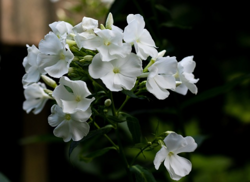 Phlox star ‘White’ - Vlambloem