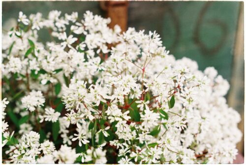 Amelanchier Spicata - Krentenboompje