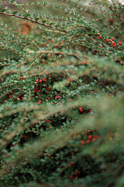 Cotoneaster pr ‘Streib’s Findling’ - Dwergmispel