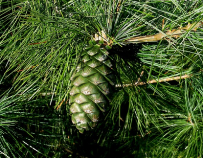 Pinus Sylvestris ‘Watereri’ - Den