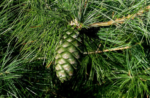 Pinus Sylvestris ‘Watereri’ - Den