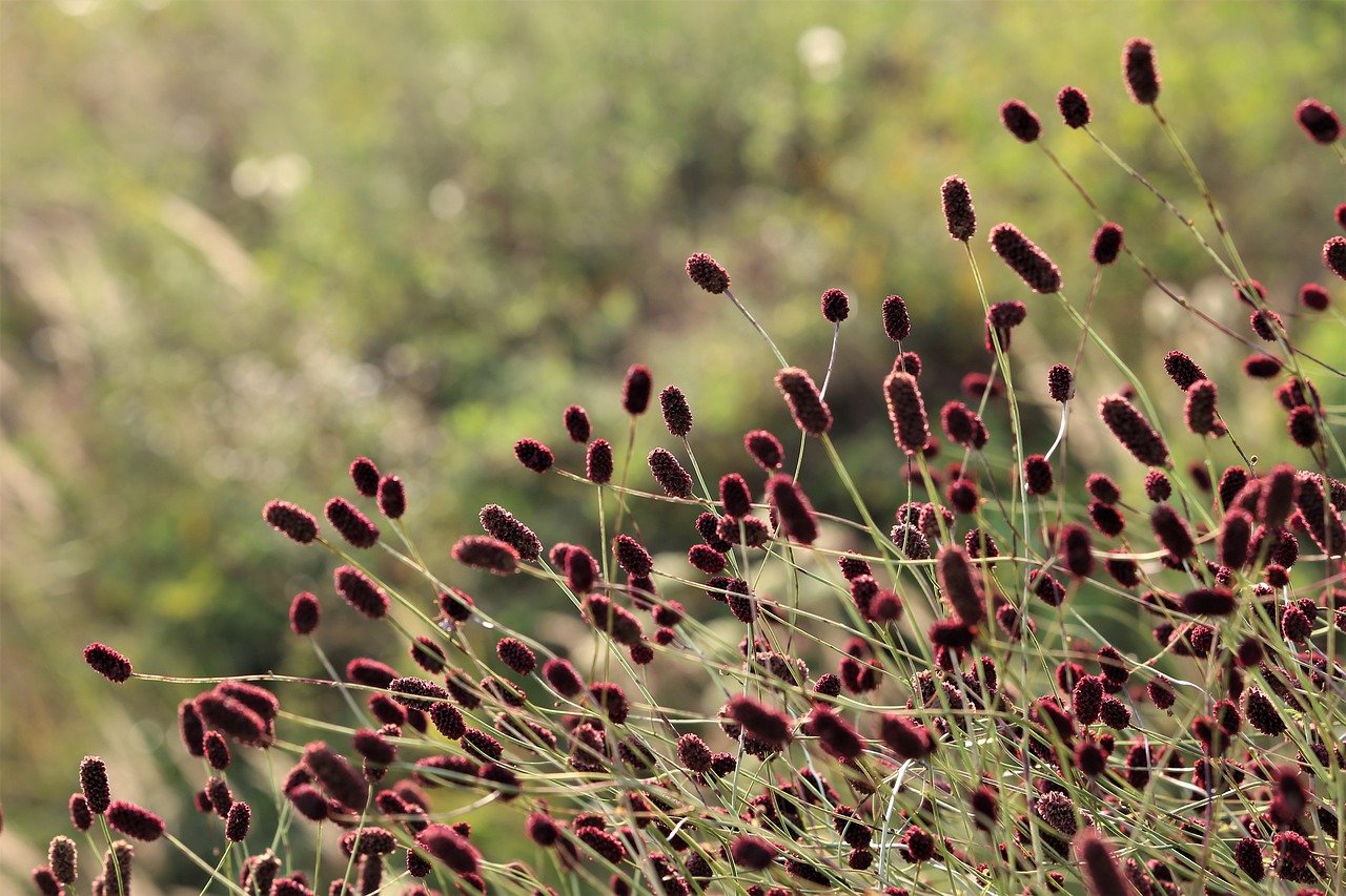 Sanguisorba officinalis ‘Tanna’ - Pimpernel