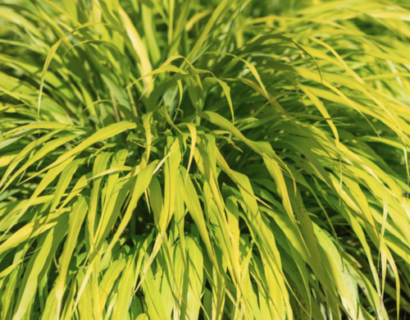 Hakonechloa macra ‘All Gold’