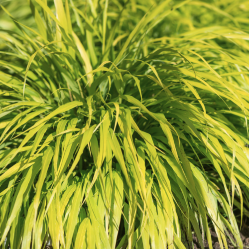 Hakonechloa macra ‘All Gold’ - Japans Berggras