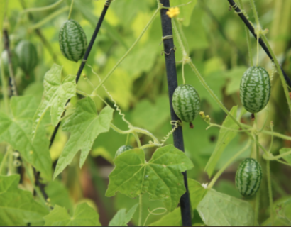 Melothria Scabra - Cucamelon, muismeloen