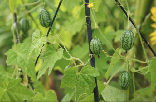 Melothria Scabra - Cucamelon, muismeloen