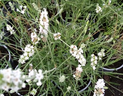 Lavandula intermedia Edelweiss pot 2 liter - lavendel