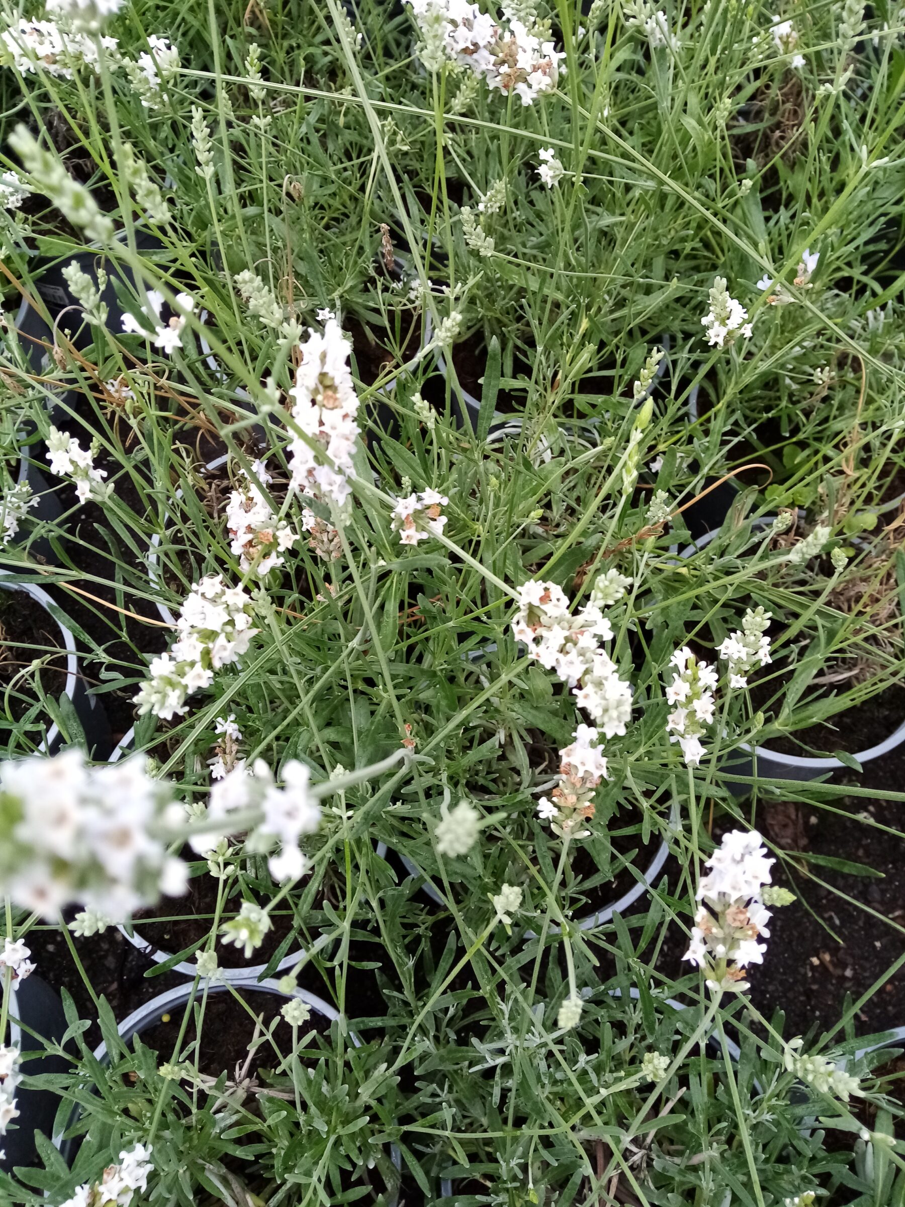 Lavandula intermedia Edelweiss pot 2 liter