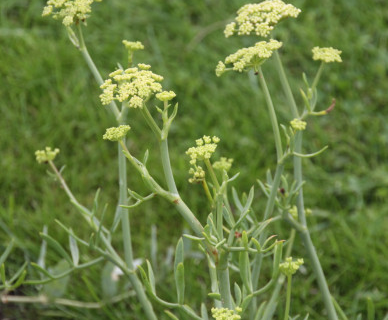 Crithmum Maritimum - Zeevenkel