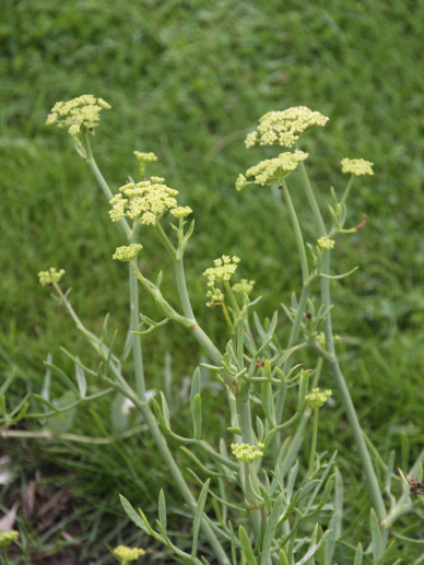 Crithmum Maritimum - Zeevenkel