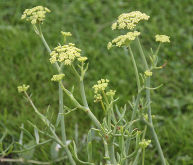 Crithmum Maritimum - Zeevenkel