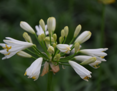 Agapanthus ‘Summer love white’ - afrikaanse lelie