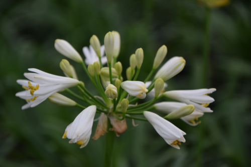 Agapanthus ‘Summer love white’ - afrikaanse lelie