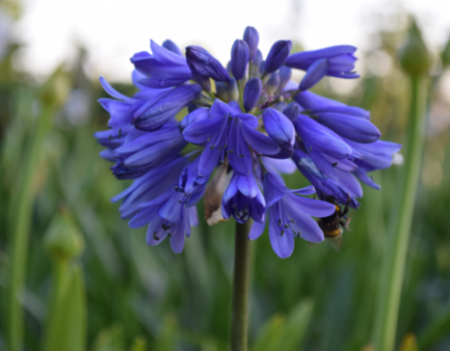 Agapanthus ‘Ever Sapphire’ - Afrikaanse lelie