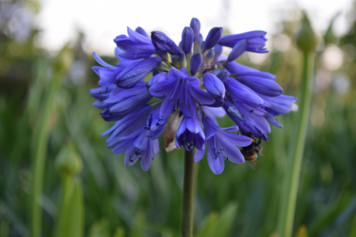 Agapanthus ‘Ever Sapphire’ - Afrikaanse lelie