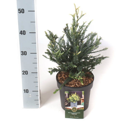 Sequoia sempervirens ‘Adpressa’ - Mammoetboom