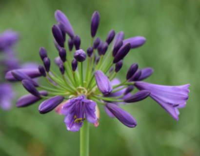 Agapanthus ‘Poppin purple’ - Afrikaanse lelie