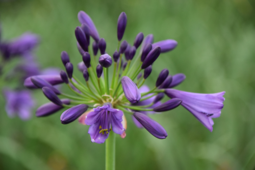 Agapanthus ‘Poppin purple’ - Afrikaanse lelie