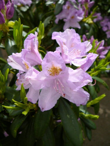 Rhododendron Ponticum 4L pot