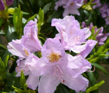 Rhododendron Ponticum 4L pot - wilde rhododendron
