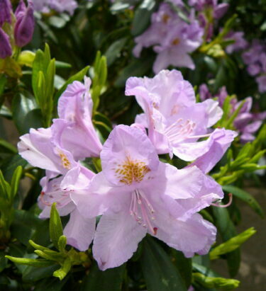 Rhododendron Ponticum 4L pot