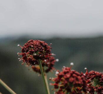 Sanguisorba officinalis ‘Tanna’ - Pimpernel