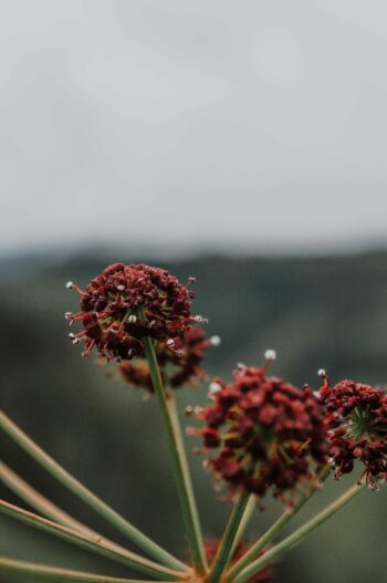 Sanguisorba officinalis ‘Tanna’ - Pimpernel
