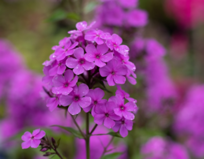 Phlox Romance - Vlambloem