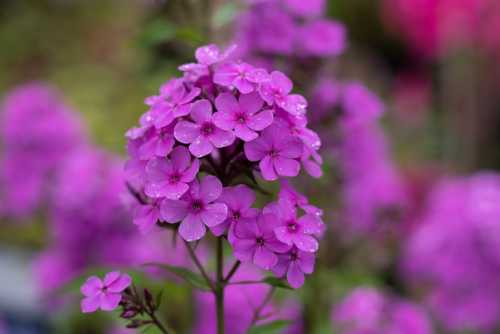 Phlox Romance - Vlambloem