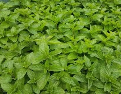 Mentha Spicata ‘Spanish’ - Spaanse Munt