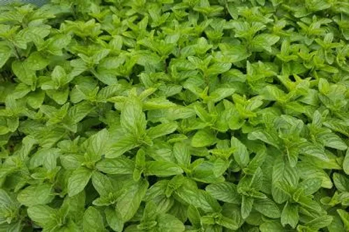 Mentha Spicata ‘Spanish’ - Munt