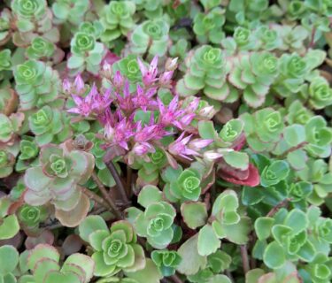 Sedum spurium coccineum - Kaukasische muurpeper