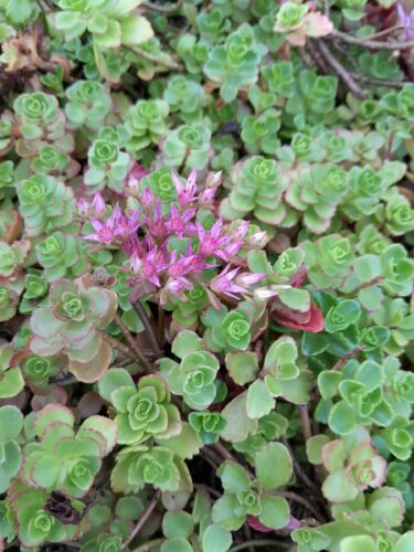 Sedum spurium coccineum - Kaukasische muurpeper