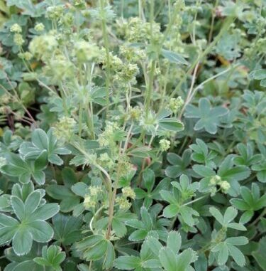 Alchemilla Alpina - Vrouwenmantel