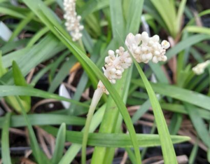 Liriope muscari ‘Monroe White’