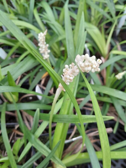 Liriope muscari ‘Monroe White’ - Leliegras