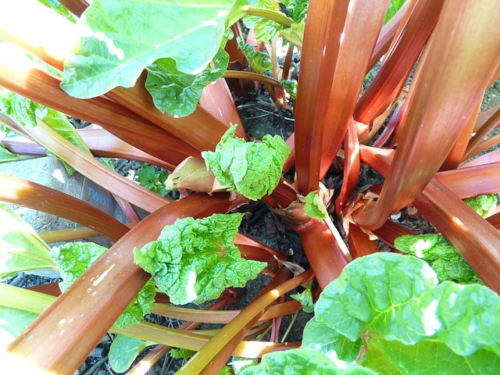 Rheum palmatum tanguticum - Sierrabarber