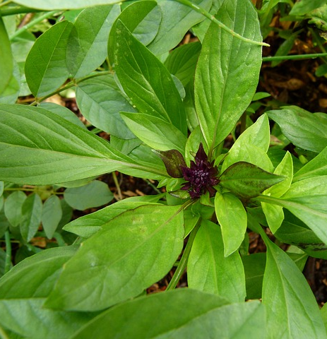 Ocimum gratissimum - Boombasilicum