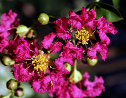 Lagerstroemia Indica purple star - Elfensering - Lagerstroemia