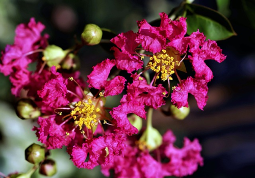 Lagerstroemia Indica purple star - Elfensering - Lagerstroemia